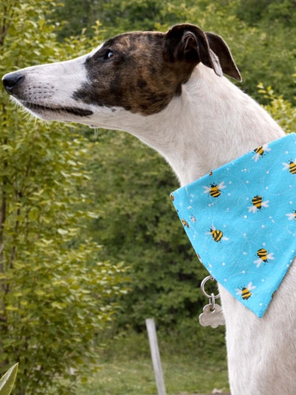 Honey Bee Dog Scrunchie Bandana - Cute Collar Accessory